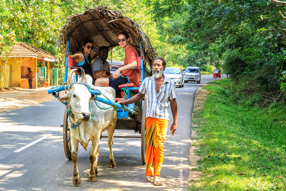 Sri Lankan Bullock Cart Racing: A Forgotten Sport.