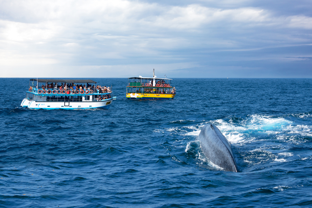 Mirissa Whale Watching Quest